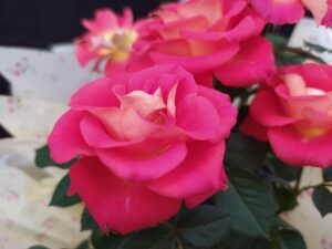 roseira4