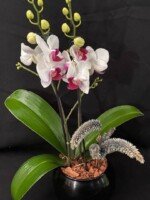 PHALAENOPSIS